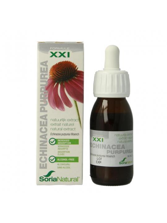 Echinacea purpurea XXI