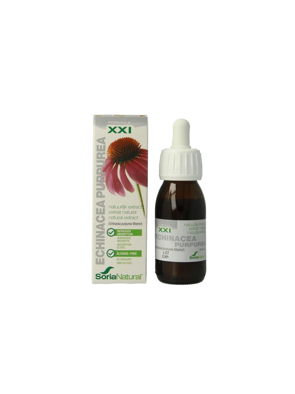 Echinacea purpurea XXI