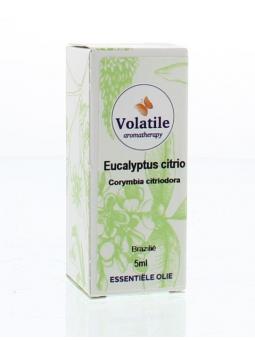 Eucalyptus citriodora