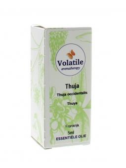 Thuja