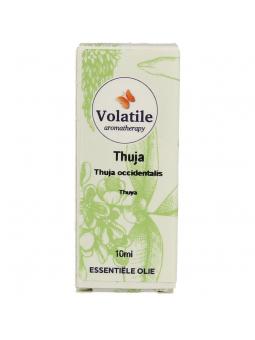 Thuja