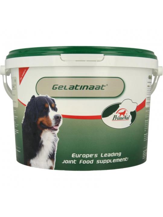 Gelatinaat hond
