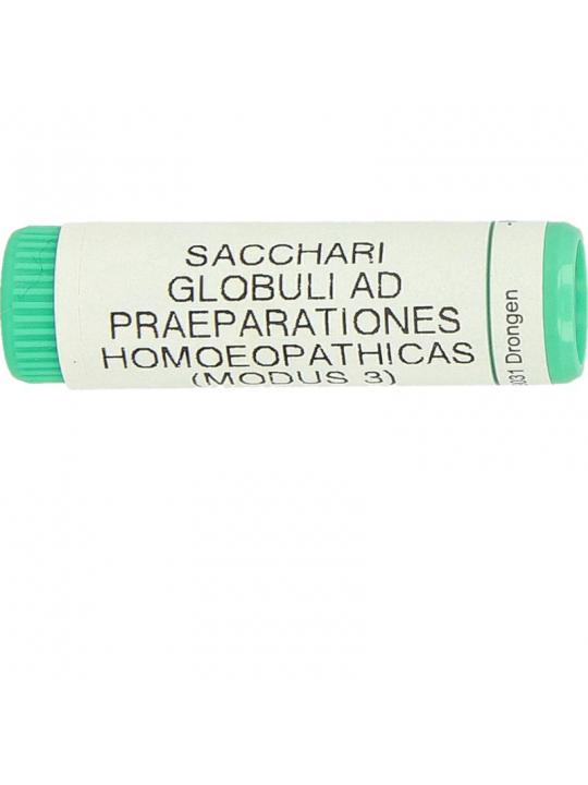 Saccharum officinalis/placebo