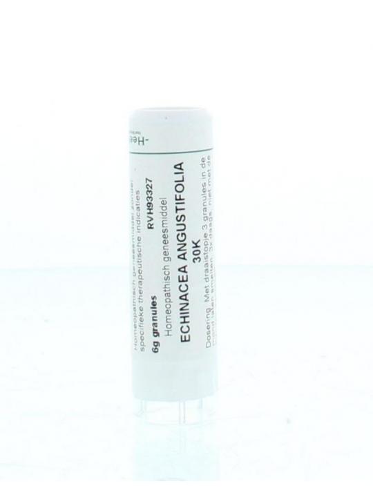 Echinacea angustifolia 30K
