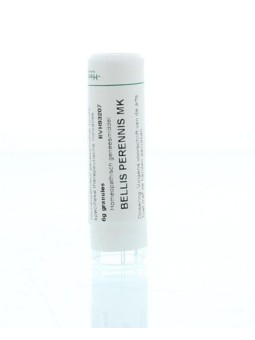 Bellis perennis MK