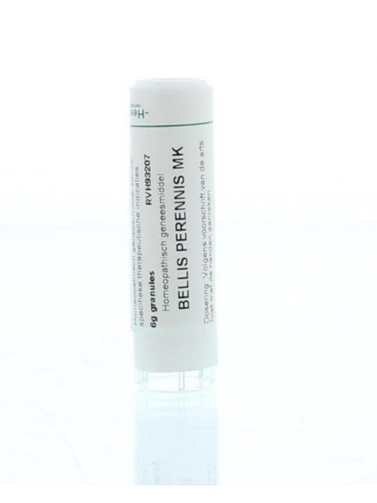 Bellis perennis MK