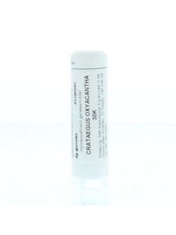 Crataegus oxyacantha 30K