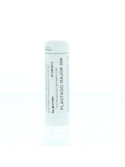 Plantago major 30K