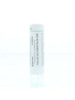 Thuja occidentalis D30