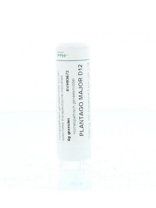 Plantago major D12