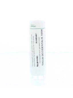 Thuja occidentalis 10MK