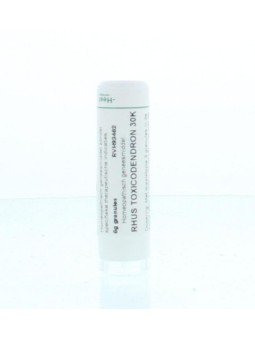 Rhus toxicodendron 30K