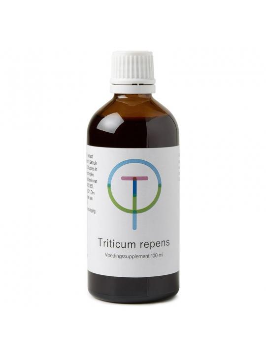 Triticum repens