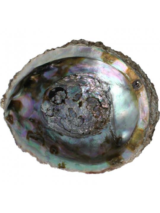 Alchemia Abalone schelpen