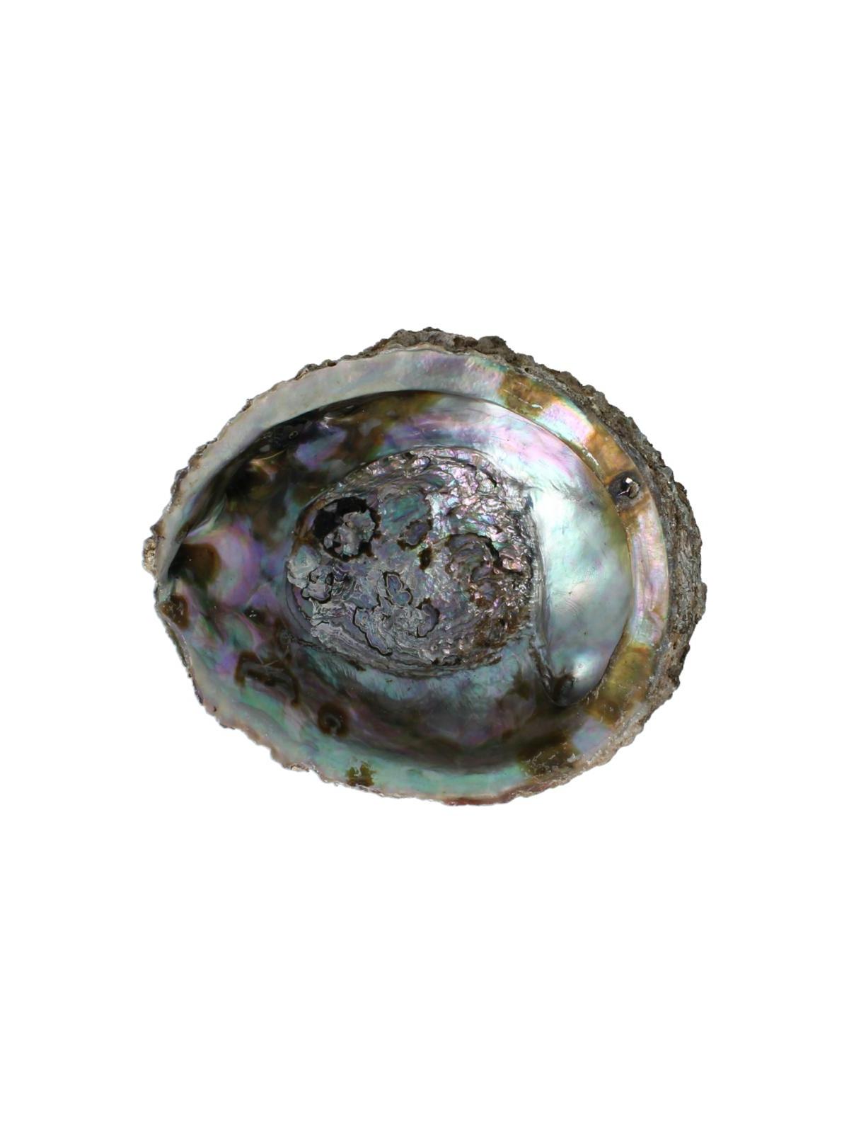 Alchemia Abalone schelpen