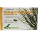 Equisetum arvense 12-S